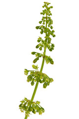 Horse sorrel, lat. Rumex confertus, isolated on white background