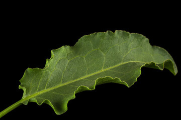 Horse sorrel leaf, lat. Rumex confertus, isolated on black background