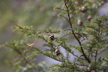 hemlock branch with cones and needles tree nature
