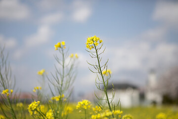 住宅地の菜の花(Canola flowers in a residential area)