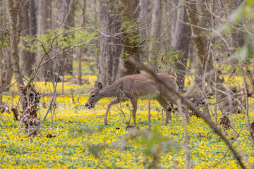 A young deer walks calming, slowly and quietly through the forest in mid afternoon surrounded by a sea of wild flowers. 