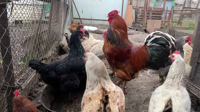 Chickens, cock walking on street paddock. Home farm animals.