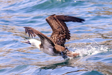 Palomino Islands, Lima, Peru