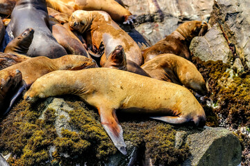 Palomino Islands, Lima, Peru