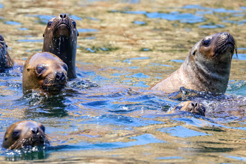 Fototapeta premium Palomino Islands, Lima, Peru