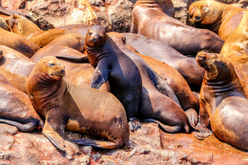Palomino Islands, Lima, Peru