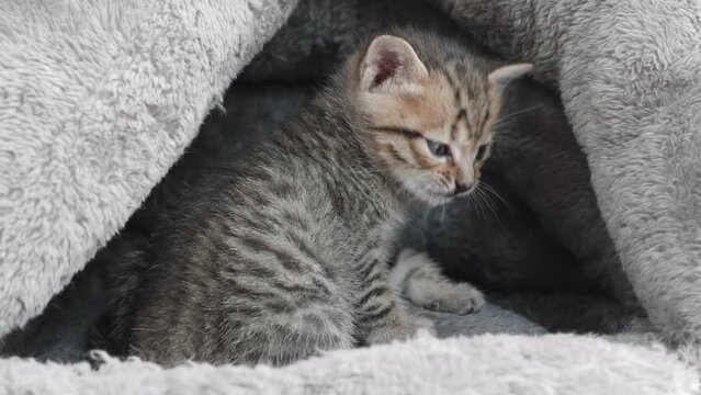 Cute tabby baby cat licking its lips with trembling body in its nest, lovely kitten with M on its head, 4k slow motion footage, pet lifestyle concept.