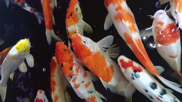 Colorful Japanese's koi fish in healthy pond in coffee shop, Can Tho city, Vietnam