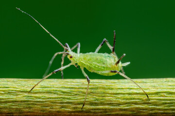 Aphid on Flower Twig. Greenfly or Green Aphid Garden Parasite Insect Pest Macro on Green Background