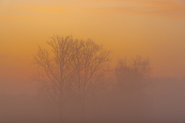 Tree in the mist at the river