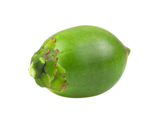 Fresh betel nut isolated on  transparent png