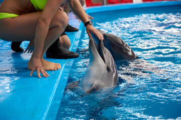 Trainer, together with the visitors, touches the nose of a dolphin stuck out of the water in the...
