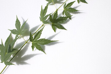 Fresh Green Maple leaf and stem isolated white background.