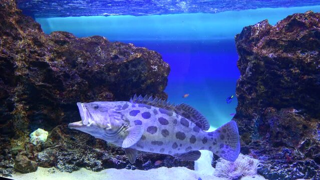 Closeup of Potato Grouper swimming underwater with tropical fish. 4K