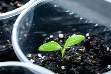 Seedling home close-up. Germination of vegetable seeds in plastic cups on the windowsill in spring