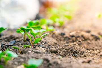 Sprouted radish close-up in the vegetable garden. Young green leaves of germinated radish seeds in spring. Growing plants in a greenhouse