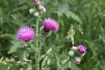 thistle