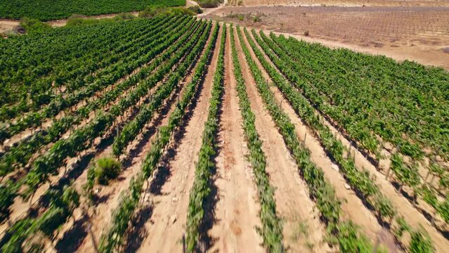 Calicata Between The Pinot Noir, Red-wine Grapes In Fray Jorge, Limari Valley, Chile. - aerial