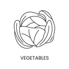 Cabbage line icon in vector, vegetable illustration.