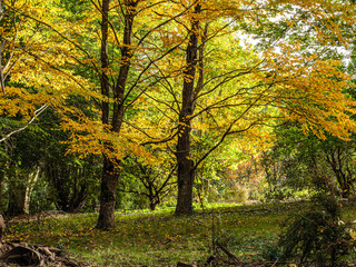  Sun Through The Yellow