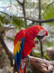 Guacamayo Mexicano