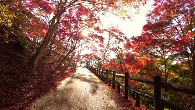 紅葉した木々から落ちる落ち葉と遊歩道を射す夕日  4K  広島 尾関山公園の秋の風景  2022年11月18日