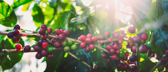 fresh coffee beans on tree in farm