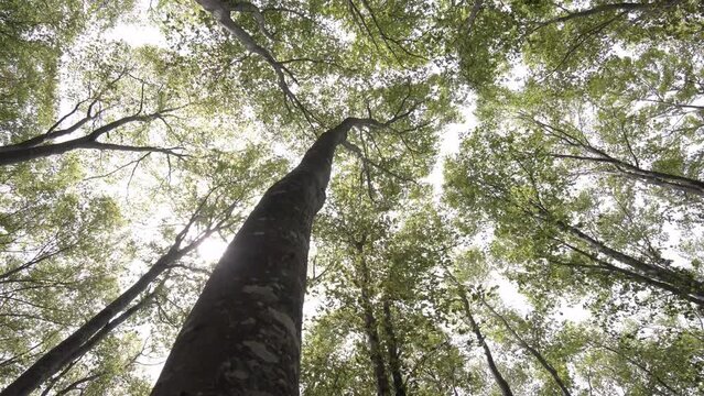 森の風景　新緑とこもれびのブナの森