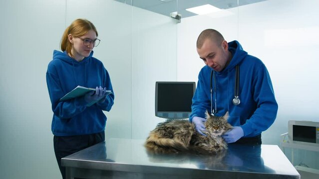 Male Veterinarian Massaging Neck Of Maine Coon Cat In Veterinary Clinic. Professional Vet Doctor Providing Treatment Notes And Medication Prescription To Assistant Female At Feline Appointment 4K