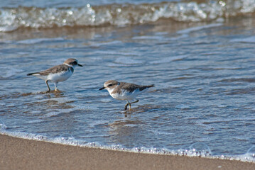 シロチドリ‐03