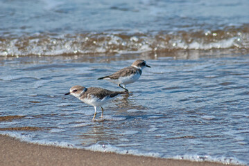 シロチドリ‐04