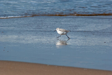 ミユビシギ‐03