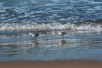 ミユビシギ‐04