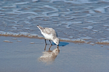 ミユビシギ‐08