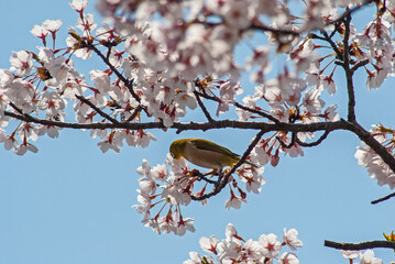 桜とメジロ‐02