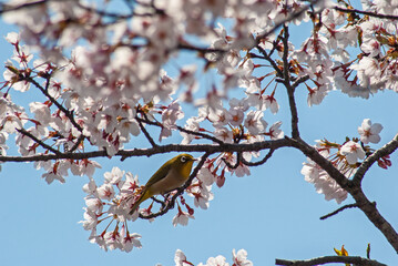桜とメジロ‐01