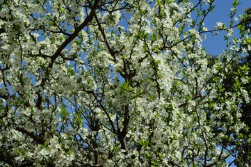 Fototapeta premium 青空に映える白いプルーン（セイヨウスモモ）の花 Prunus