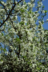 Fototapeta na wymiar 青空に映える白いプルーン（セイヨウスモモ）の花　Prunus