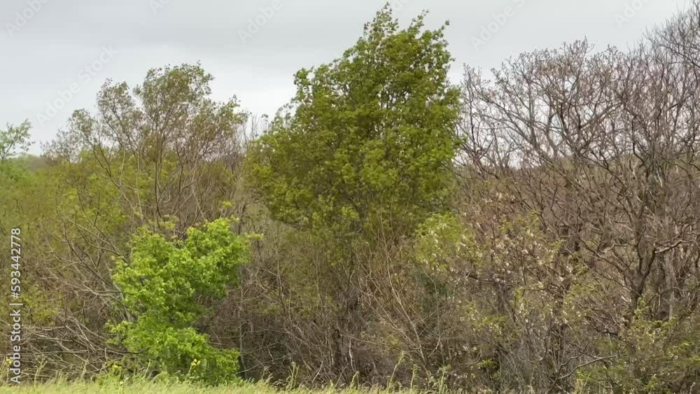 Poster meadow and behind the beginning of a forest you can see the first trees moved by a strong wind on a 