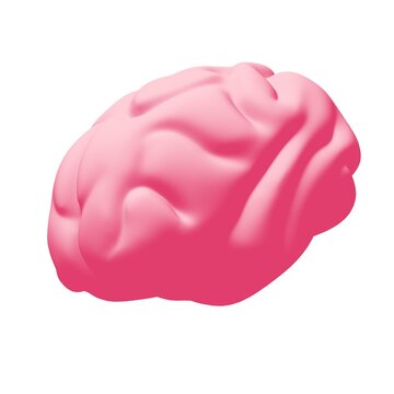 Human brain Anatomical Model