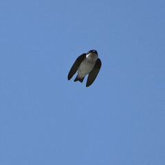 asian house martin in flight