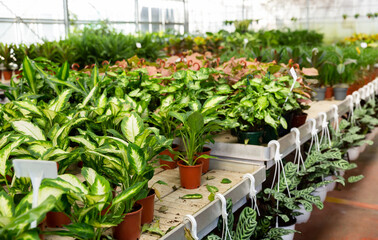 Young plants of dieffenbachia with yellow green leaves offered for sale among variety of potted houseplants in greenhouse..