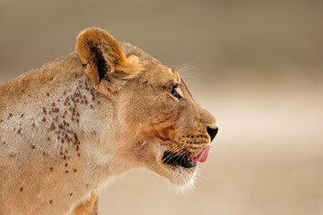 Portrait of a African lioness (Panthera leo), Kalahari desert, South Africa.