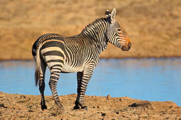 A Cape mountain zebra (Equus zebra) at a waterhole, Mountain Zebra National Park, South Africa.