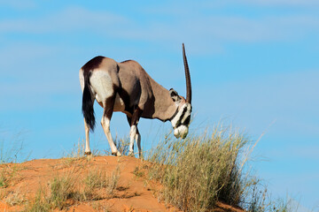 A gemsbok antelope (Oryx gazella) on a red sand dune, Kalahari desert, South Africa.