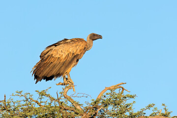 A white-backed vulture (Gyps africanus) perched on a tree against a blue sky, South Africa.