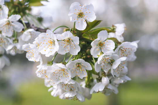White cherry blossom, spring fresh flowers. Fruit tree branch. Blooming sakura. Green leaves, nature background, beautiful wallpaper. Selective focus. Petals close-up. Macro photo. Floral pattern.