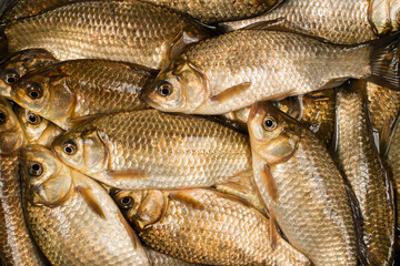 Crucian carp fish. Catch on river fishing. Lots of live freshwater fish.