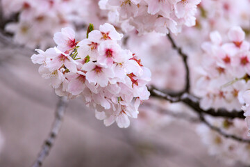 満開の桜