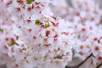 Obraz premium 満開の桜